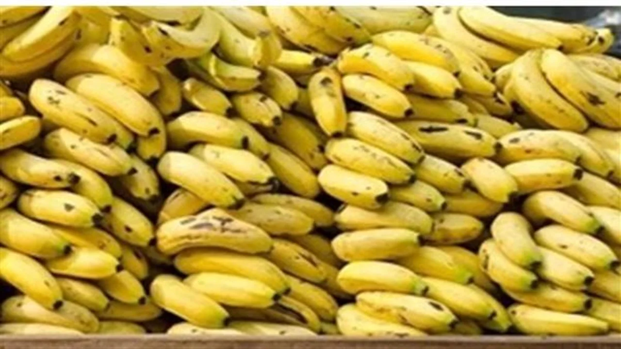 أسعار مفاجئة.. الموز المغربي والكيوي في الأسواق تحت المجهر